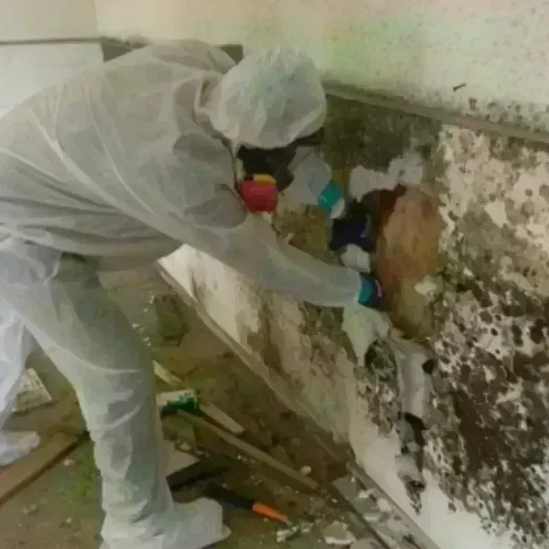 Mold Remediation and Removal in Pamlico County, NC